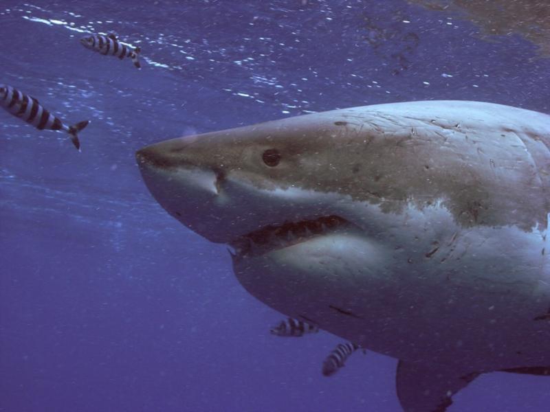 Great White Shark