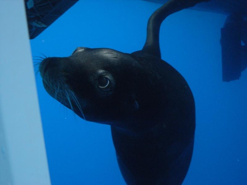 Seal steeling bait next to the cage