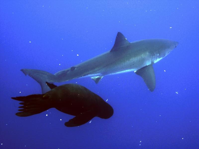 Seal chasing a great white shark