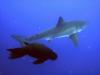 Seal chasing a great white shark