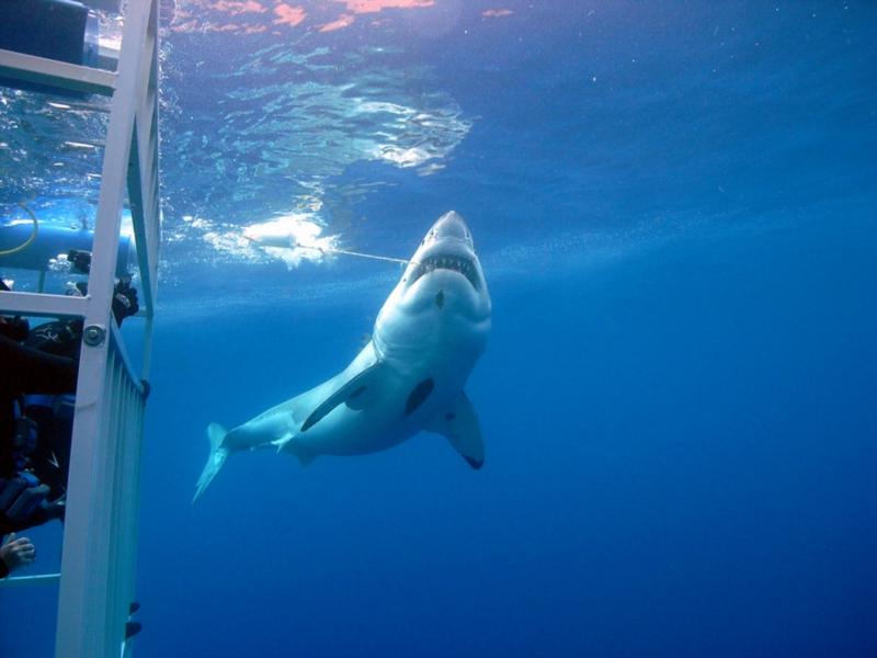 Great White crusin’ the cages and checking out the bait