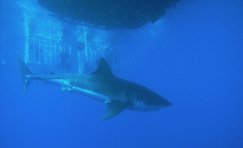 Looking up from the deep cage