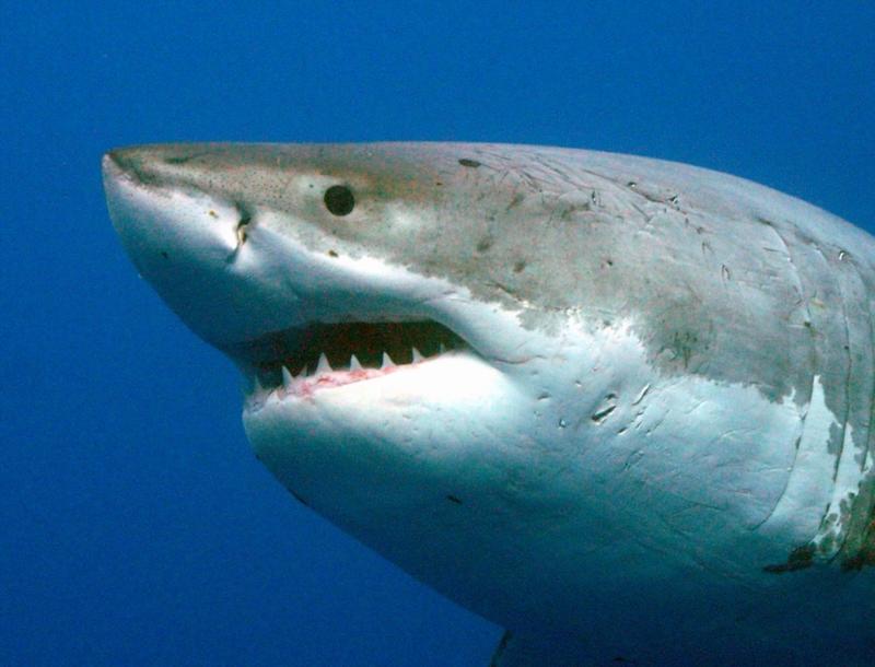 Great White Shark