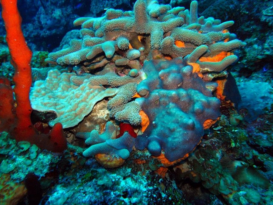 Colorful coral