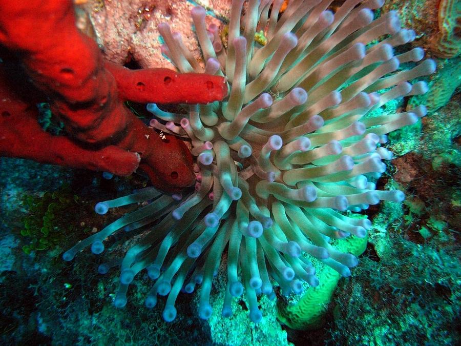 Pretty anemone