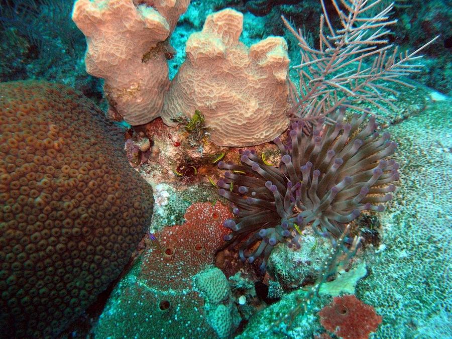 Pink coral and anemones