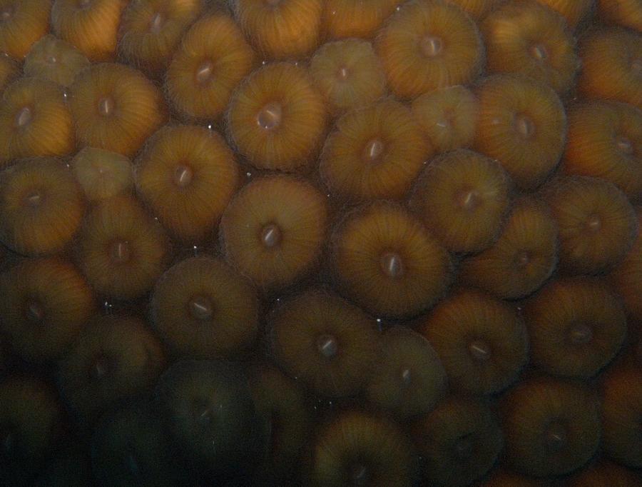 Up close coral