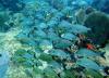 Lots of fish