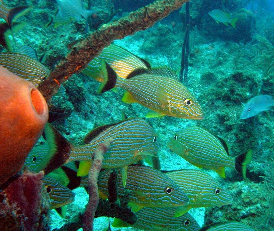 Fish with orange sponge