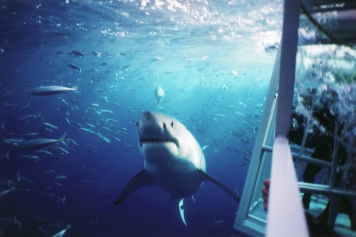 Great White-Guadalupe 2007