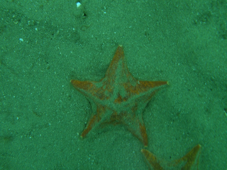 Breakwater 2/16/08 starfish