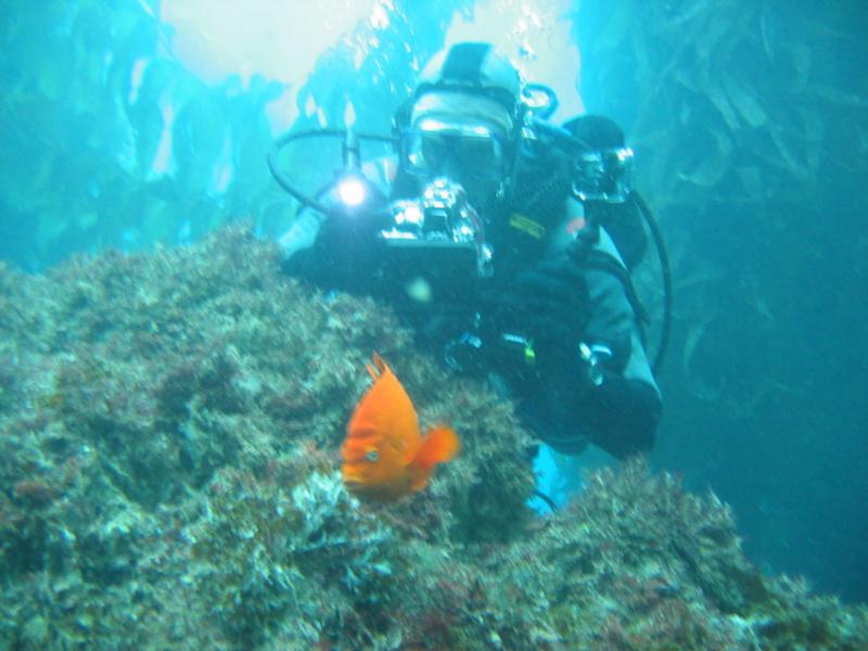 My dive buddy pissing off a Garabaldi