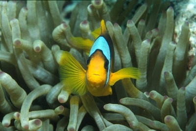 Anemonefish Red Sea