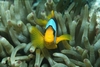 Anemonefish Red Sea