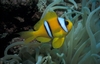 another Anemonefish in Red Sea