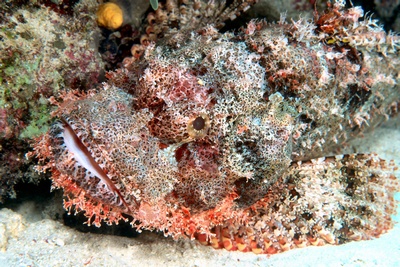 Scorpionfish Maldives