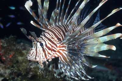 Lionfish