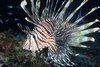 Lionfish