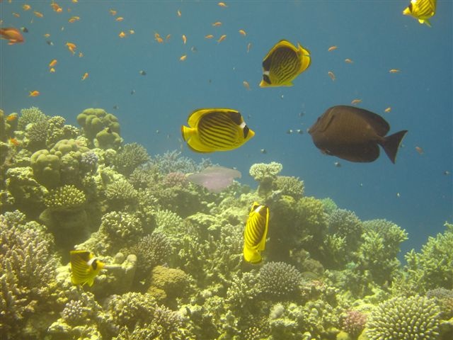 dahab