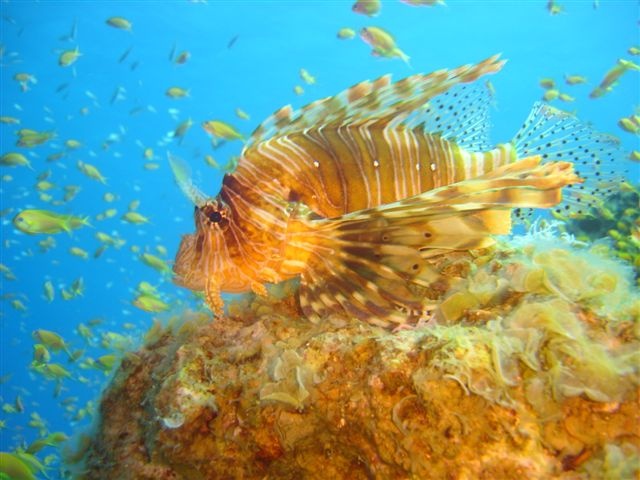 lion fish _ dahab