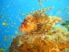 lion fish _ dahab