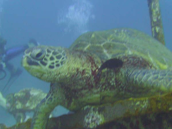 Green Sea Turtle on St. Anothy’s