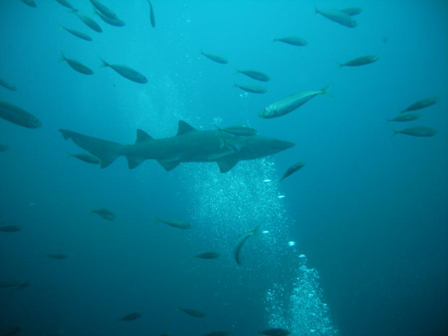 NC Sand Tiger