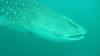 Whale Shark at Gordon Rocks Los Cabos