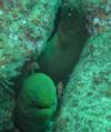 Eels sharing a crevice - Los Cabos