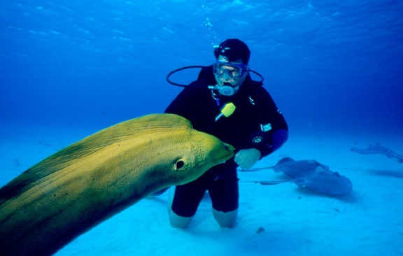 Green moray in Cayman