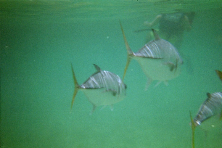 Yellowtail at Xel-Ha —- wish I would have had a spear...