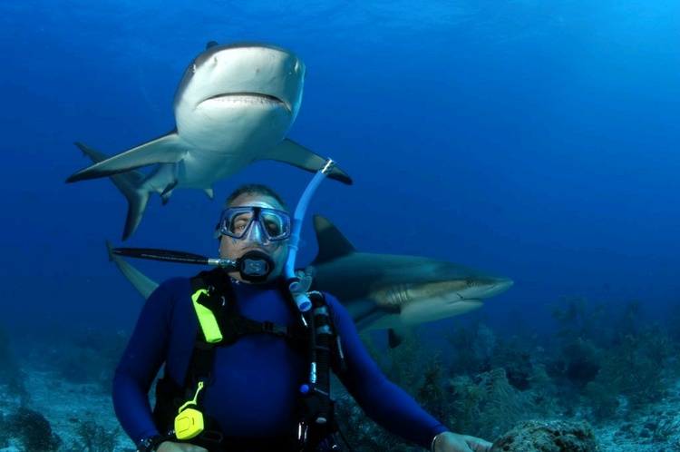 Stewart Cove Shark Dive 2005