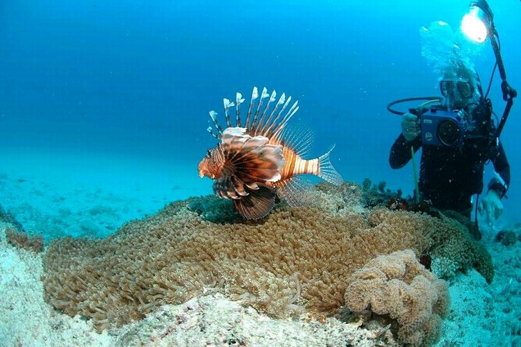 lion fish 