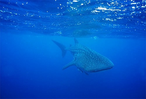 whale shark