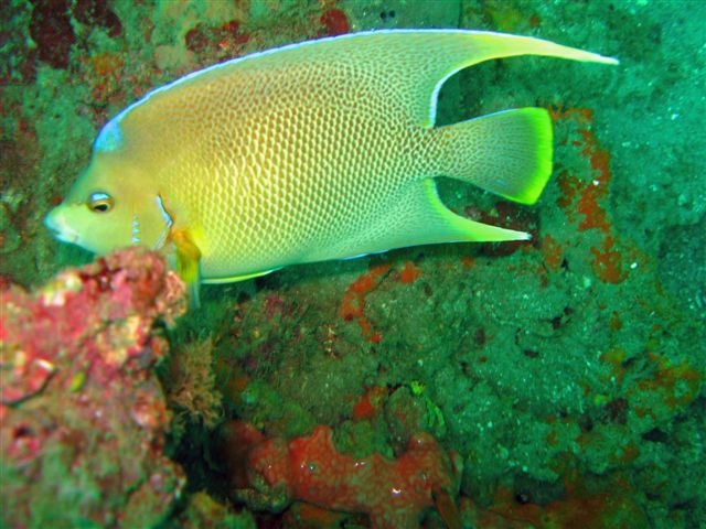 angel fish Destin