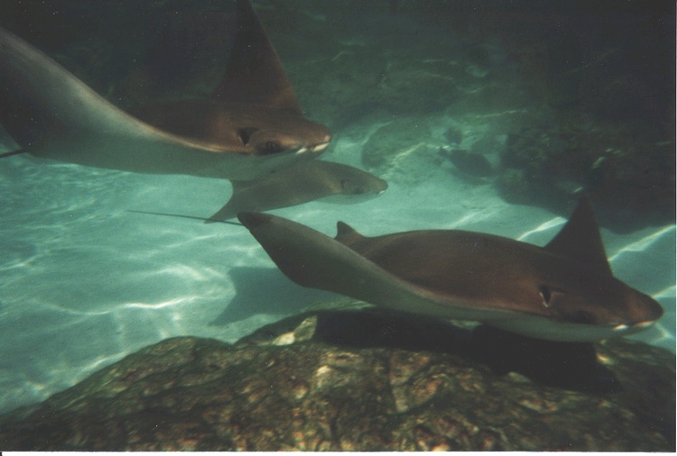 Stingrays