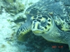 Massive turtle - Cozumel