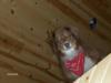 My loyal dog.  If she could dive, she probably would.