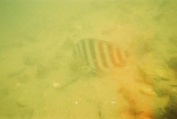 FISH