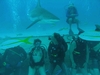 shark alley bahamas