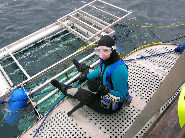 Great White Shark diving