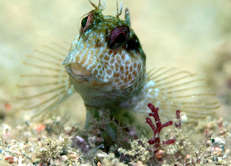 Seaweed Blenny