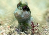 Seaweed Blenny