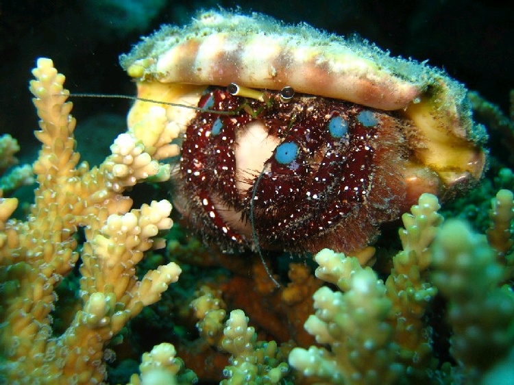 Lobster