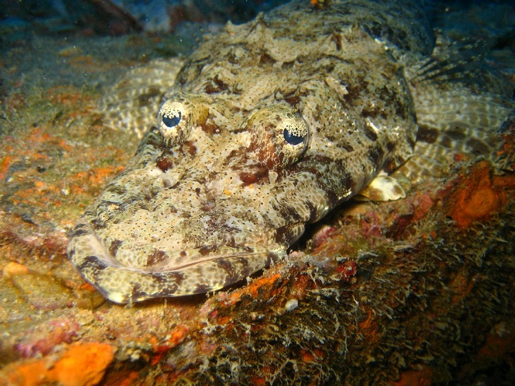 30m wreck ZNZ