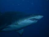 shark