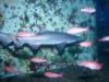 shark