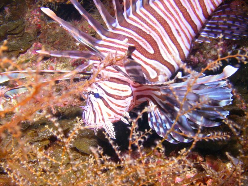 lionfish