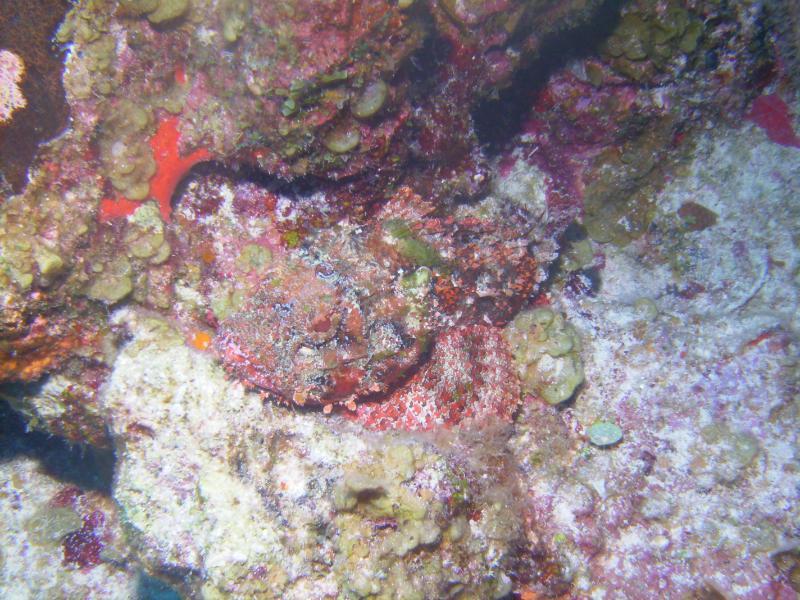 scorpionfish