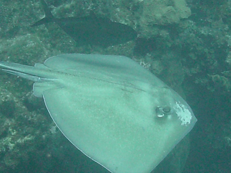 stingray